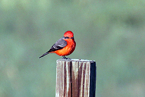 Vermilion Flycatcher